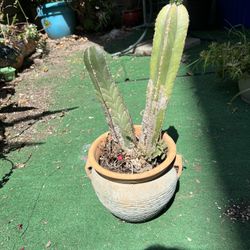 Plants