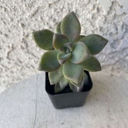 2 Inch Pot Succulent Plant - Graptosedum Ghosty - Rooted & Established - Drought Resistant 🪴 Great as Baby Shower or Wedding Favors 