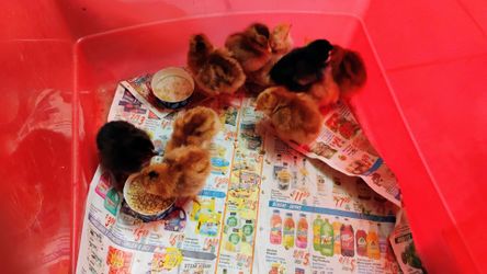 Chicks