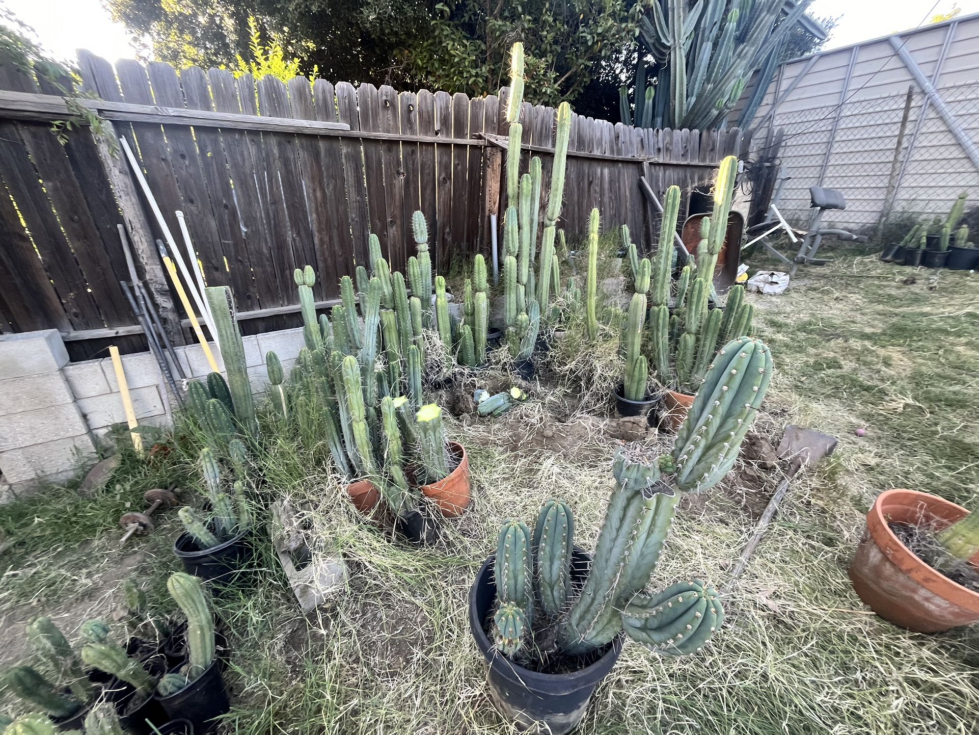 Trichocereus For Sale