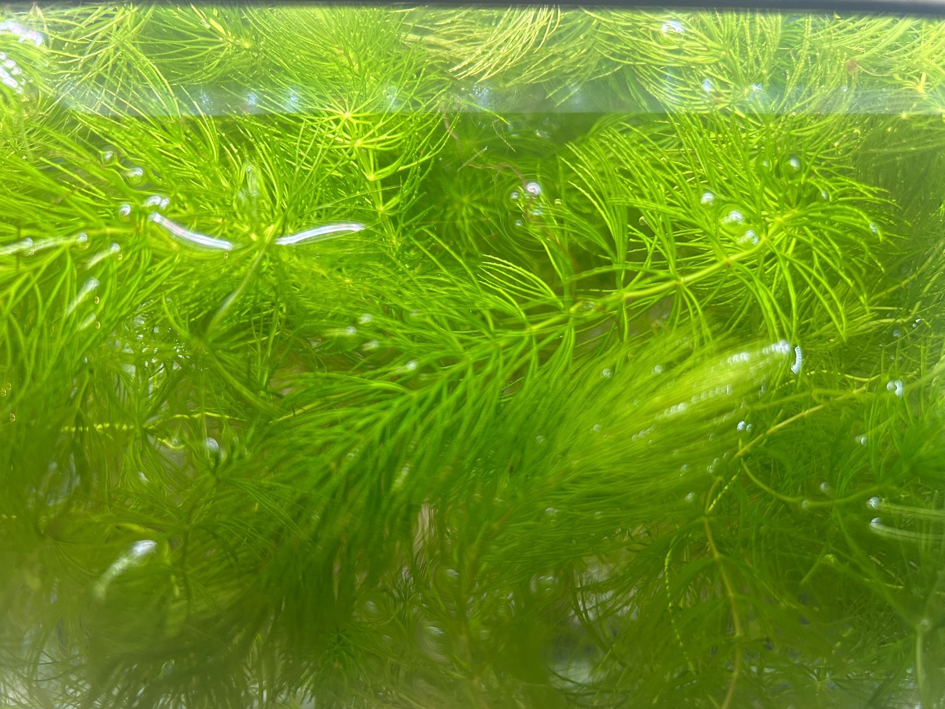 Aquarium Plant Fox Tail/Hornwort