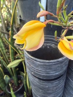 Cutting plumeria