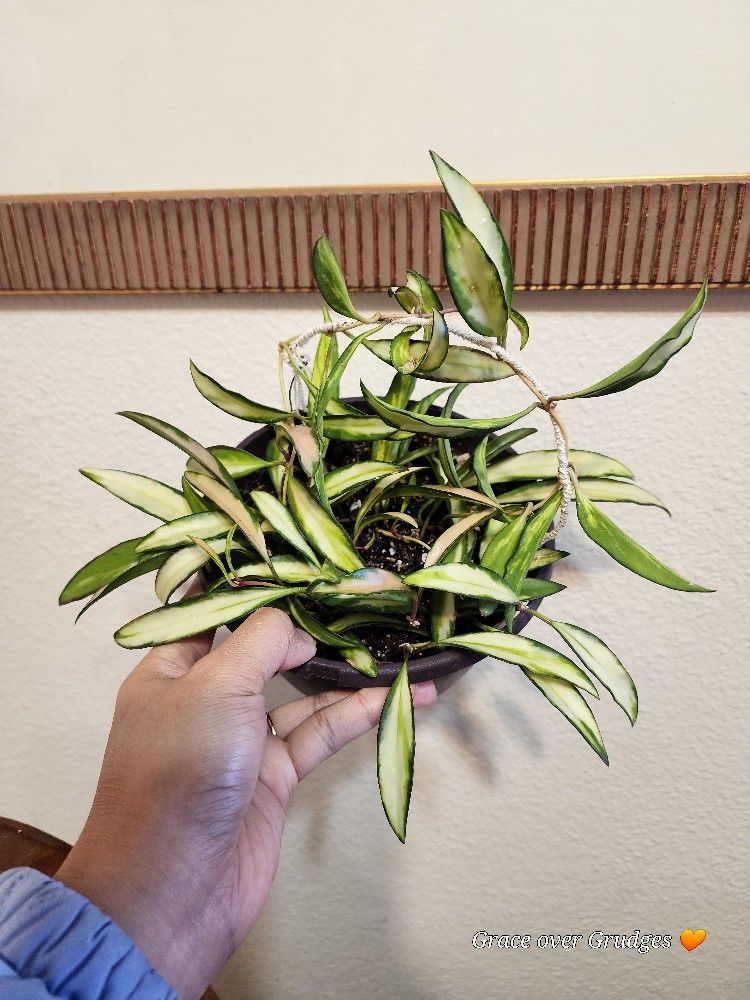 Variegated Hoya Wayetii