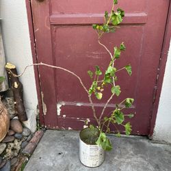 Geranium Light Purple