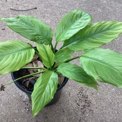 Pees Lily Plant 