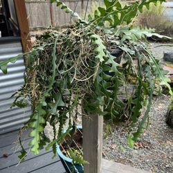 ‘Ric Rac’ Cactus (Epiphyllum)