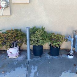 3 Potted Jade Plants