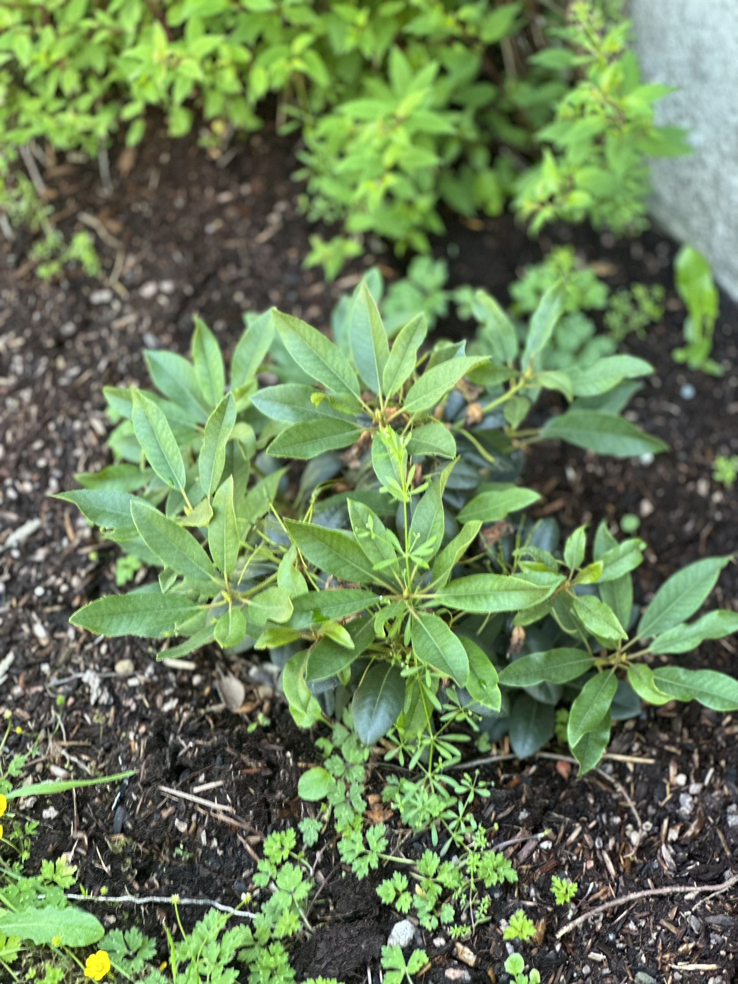 Dark Purple Rhododendron
