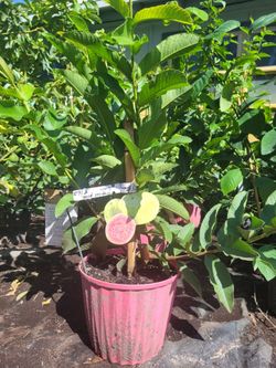 Tropical Pink Guava