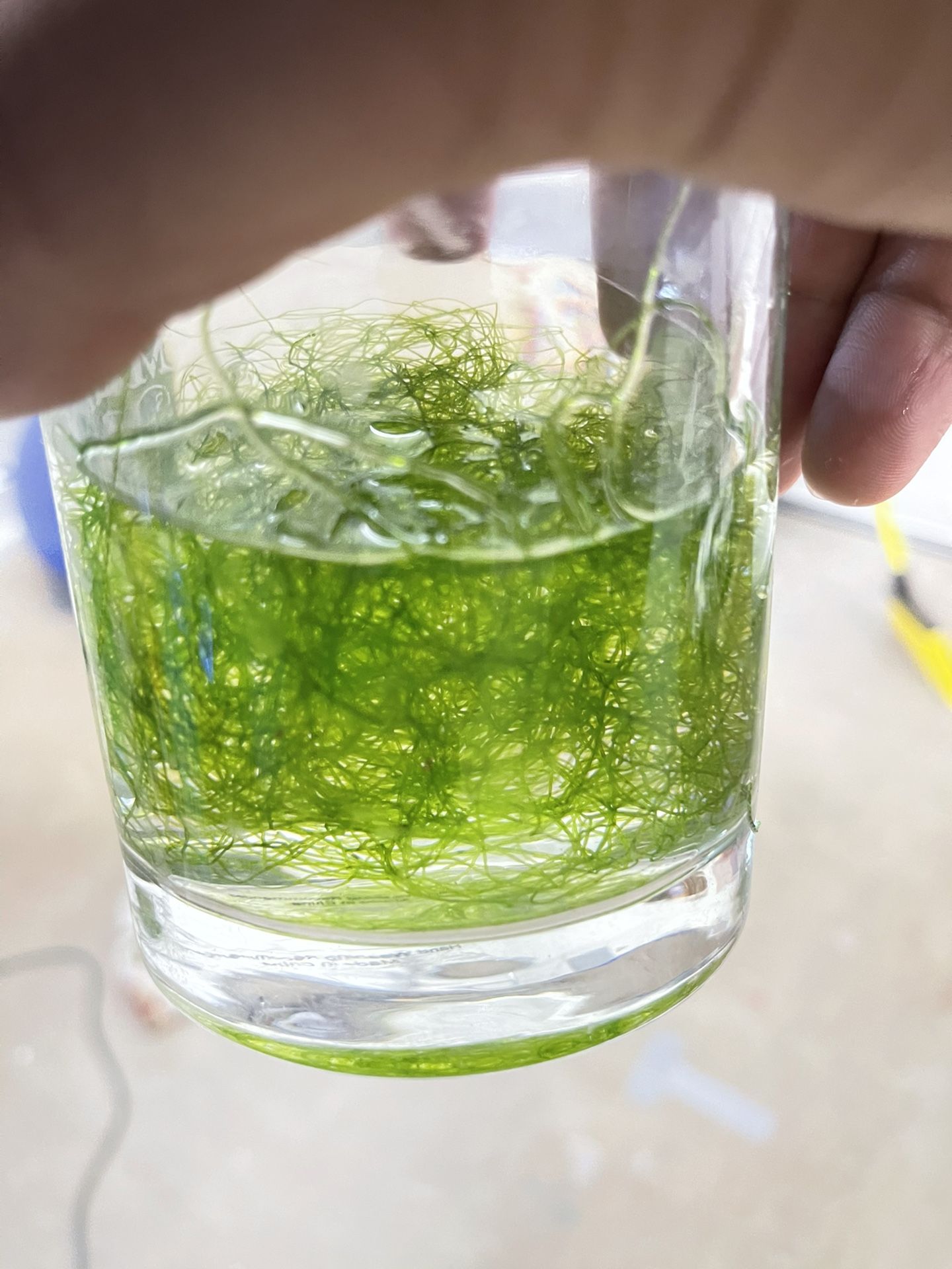 Chaeto For Saltwater Tank