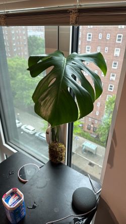 Monstera Deliciosa Cutting (Fenestrated Leaf) in Moss Ball – Unique Display Plant 🌿