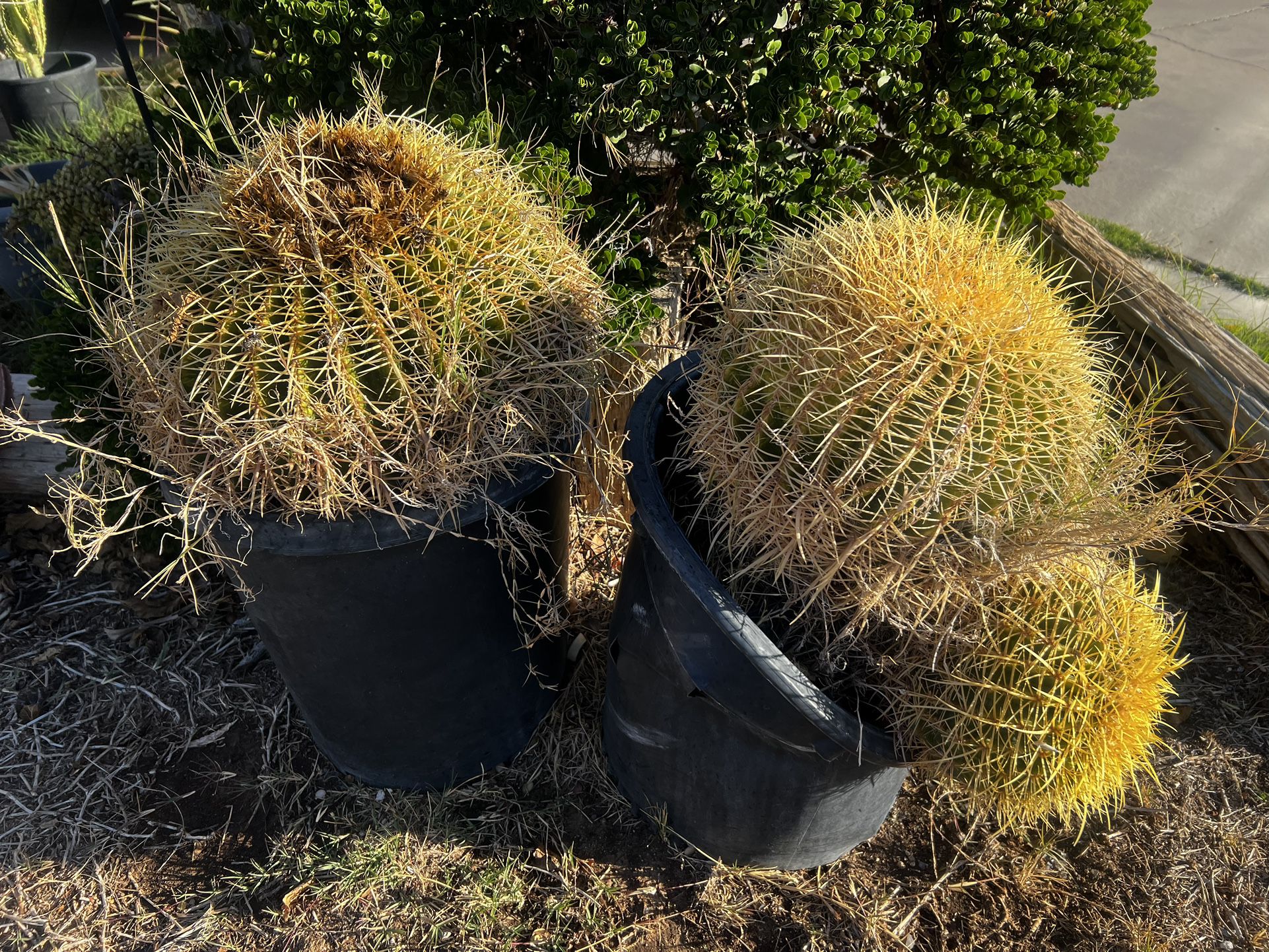 Large Echinocactus 