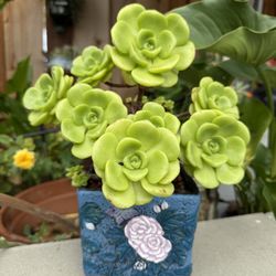 Succulents In pot