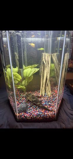 20 Gallon Fish Tank