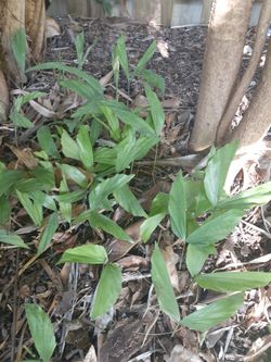 Fishtail Palm Seedlings