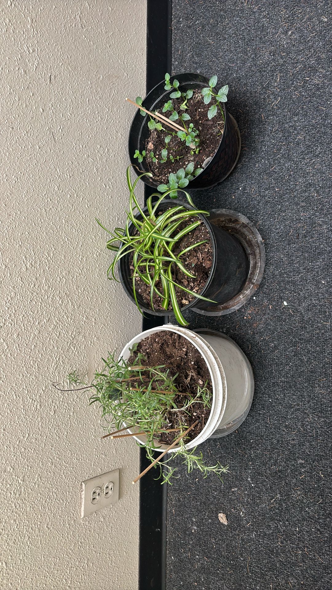 Set Of Different Plats