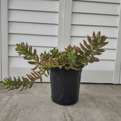 California Sunset Succulent, Live Plant, Graptosedum Purple, Indoor/Outdoor Succulent Plant