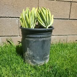 Dwarf Succulent 