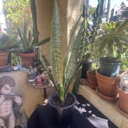 Snake Plant (Dracaena trifasciata, formerly Sansevieria trifasciata
