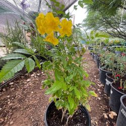 Yellow Bell Shrub