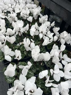 Cyclamen Plants