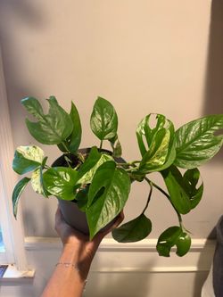 Glacier Pothos 6" pot