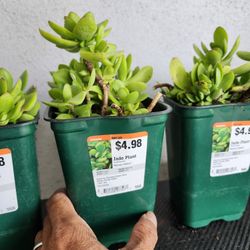 $4 Each Crassula Money Maker Jade Succulent Plant