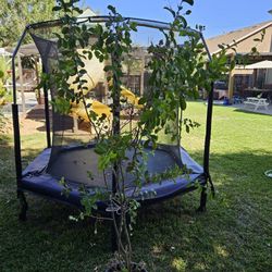 Tree With Pink Flowers. Blooms N Late Summer. And Fall Season. 