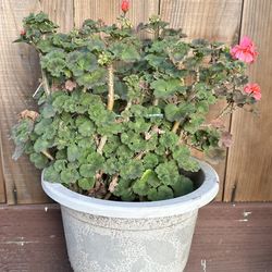 Plant Flower Geraniums
