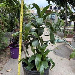 Healthy Dracaena (corn Plant) $15