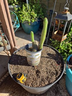 1ft Tall Golden Torch Cactus 