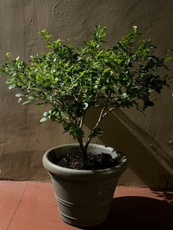 Murraya