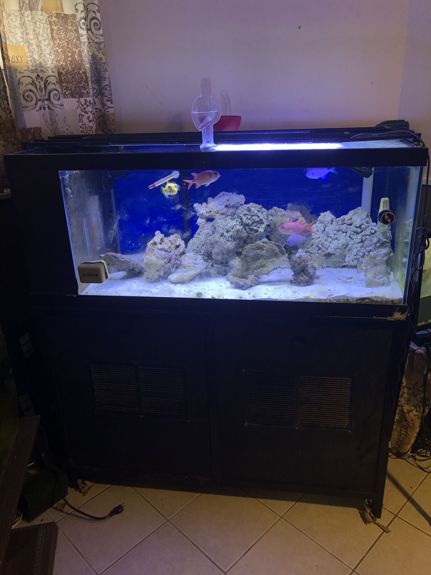 120 Gallon saltwater fish tank