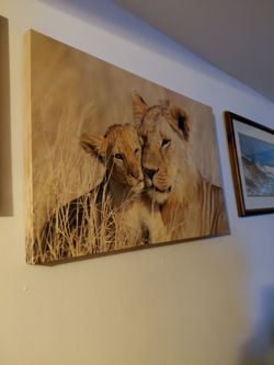 Lion / Cub 36x24
