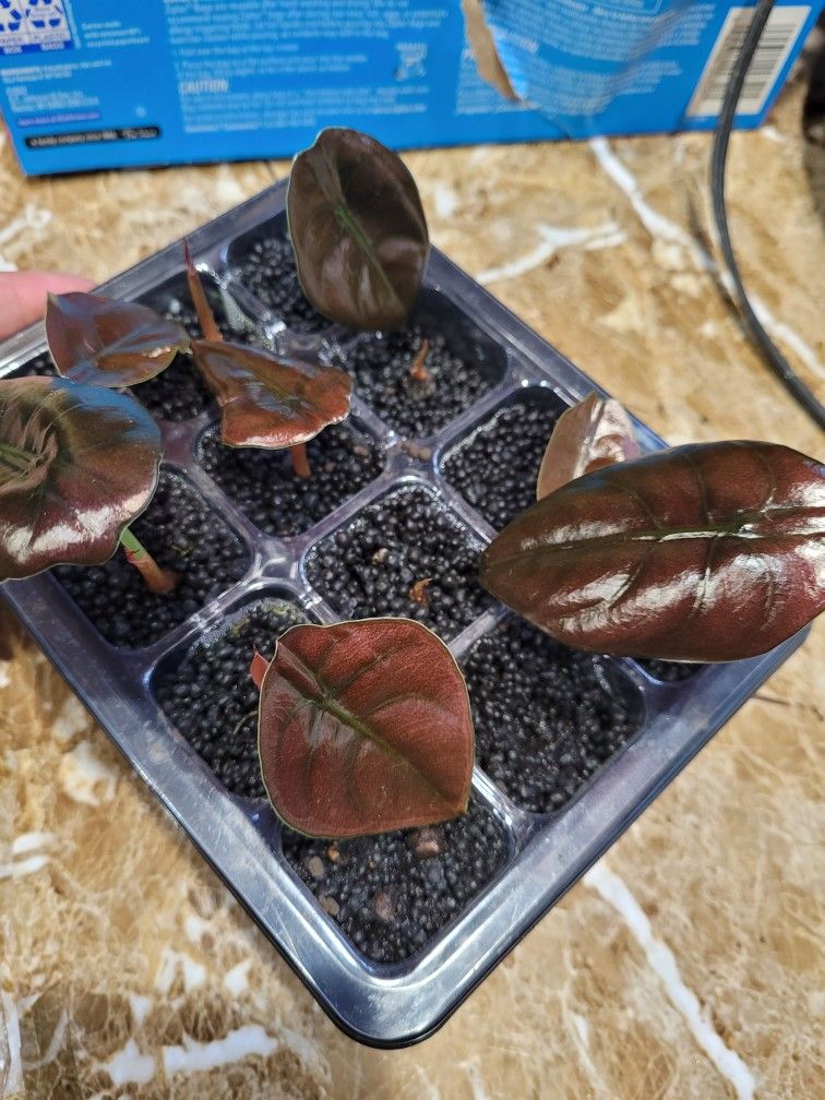 Alocasia Cuprea starter plants.