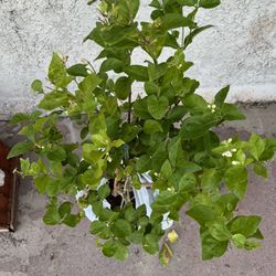 Philippine sampaguita Plant. Fully Grown In 5 Gallons pot 2 Feet Tall