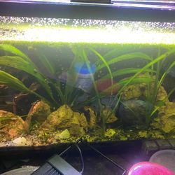 Shrimp Tank. Message For More Information 