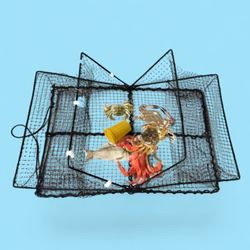 Collapsible Crabs, Shrimps, Fishes,  and Crawfishes Traps - 24"L x 17"W