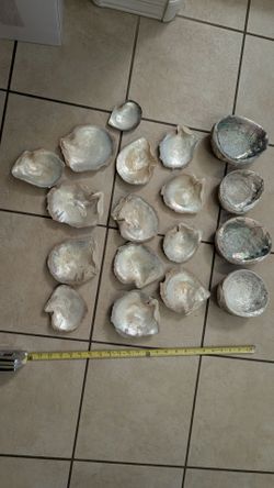 Shells