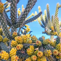 Cane Cholla Cactus Succulents