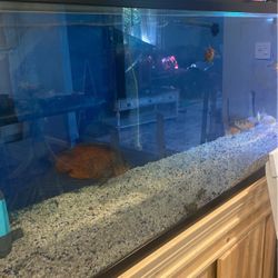 240 Gallons Of Fish Tank 