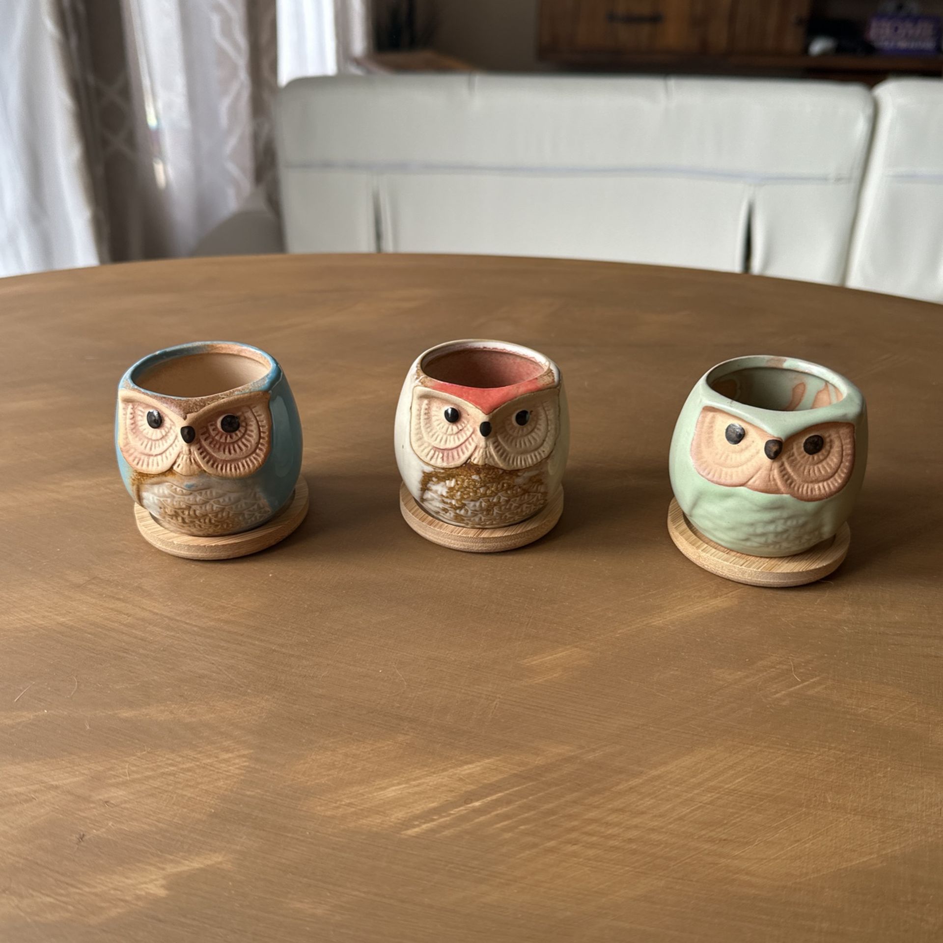 Tiny Owl Starter Pots