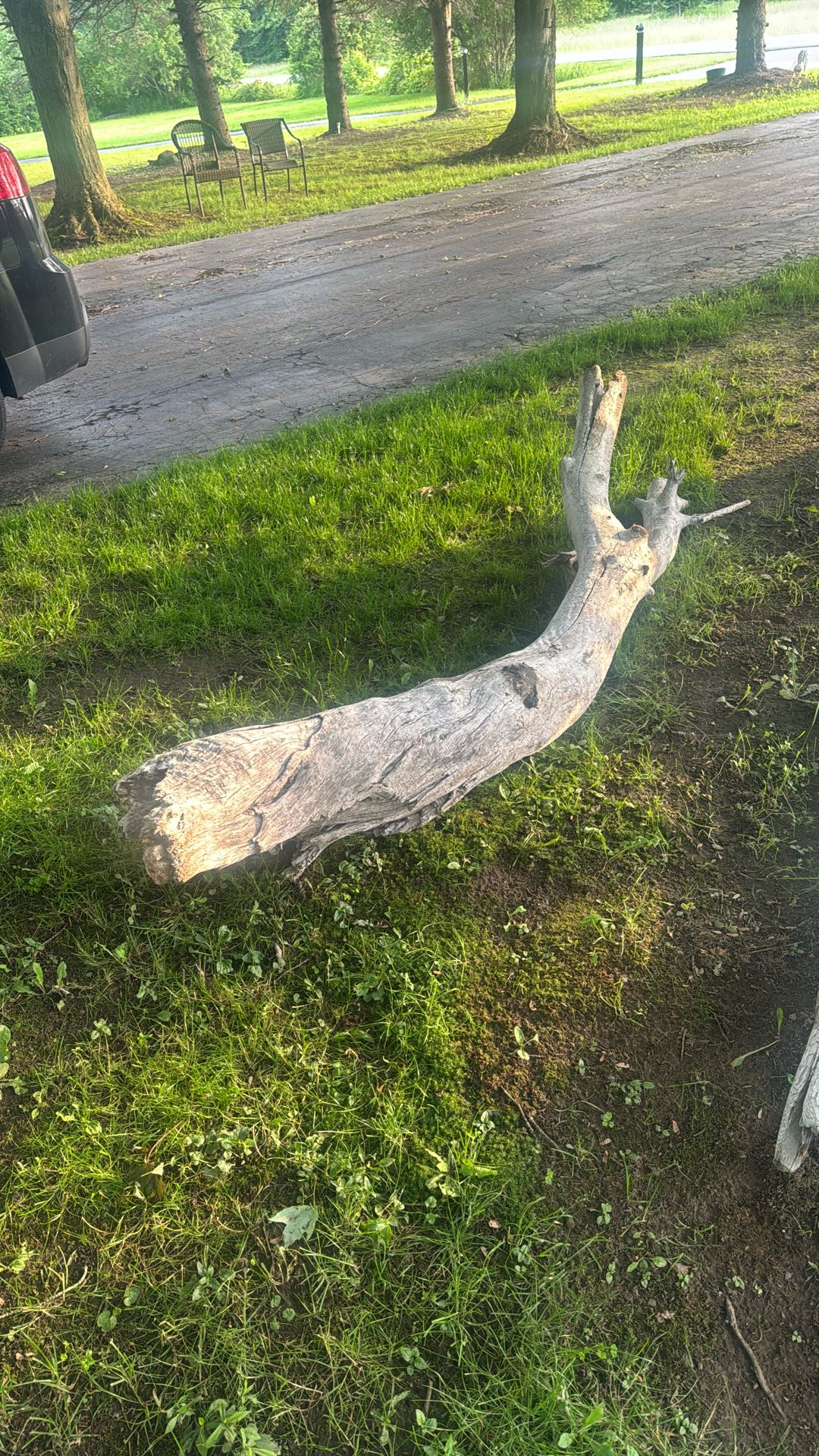 Big Piece Of Driftwood