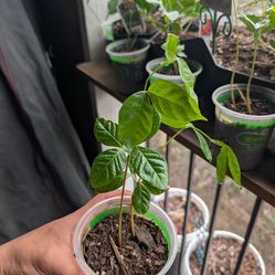 Ice Cream Bean Tree saplings