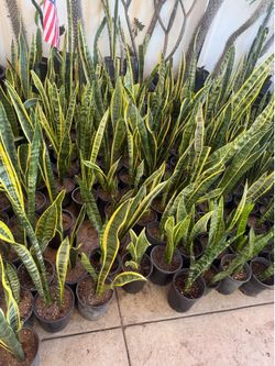 Snake plant