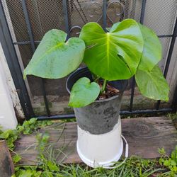 Monstera Plant 