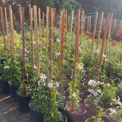 Pandorea Jasmine 
