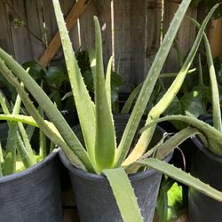 Aloe Vera Medium