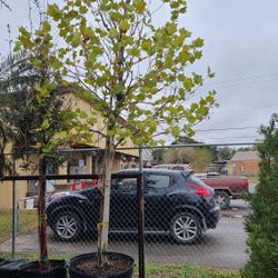 Mexican Sycamore 45gallon 