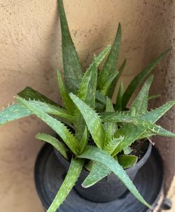 Aloe Vera Plant — $10 🌿